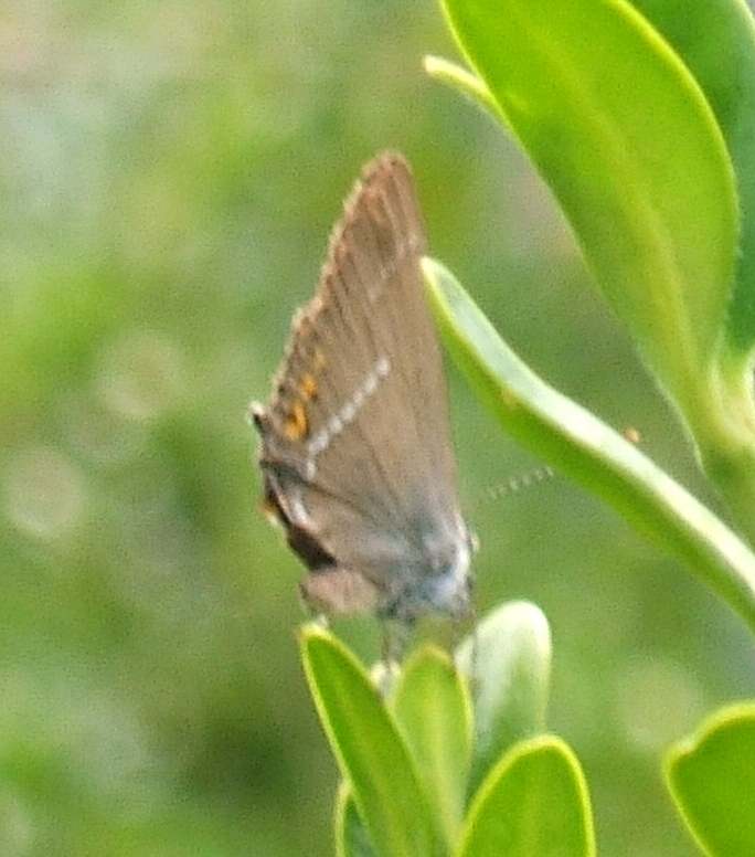 Satyrium spini Satyrium spini